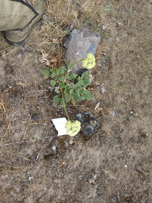 Arrowleaf Buckwheat