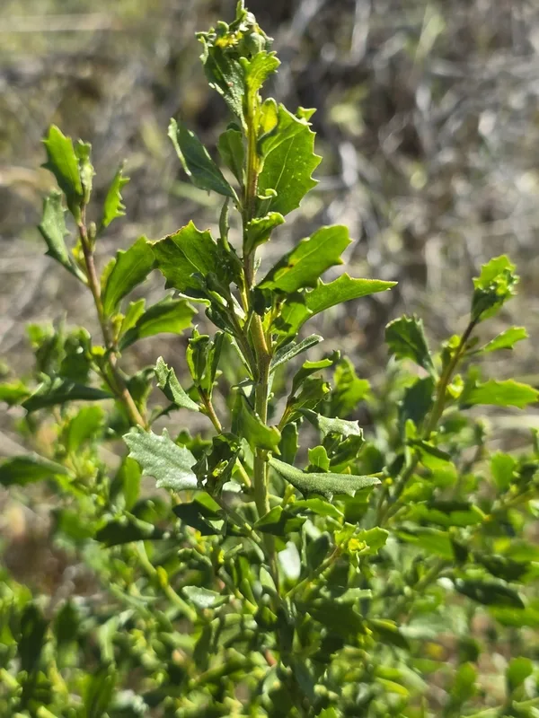 coyote brush
