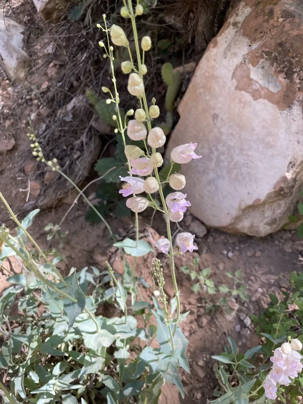 Palmer's penstemon