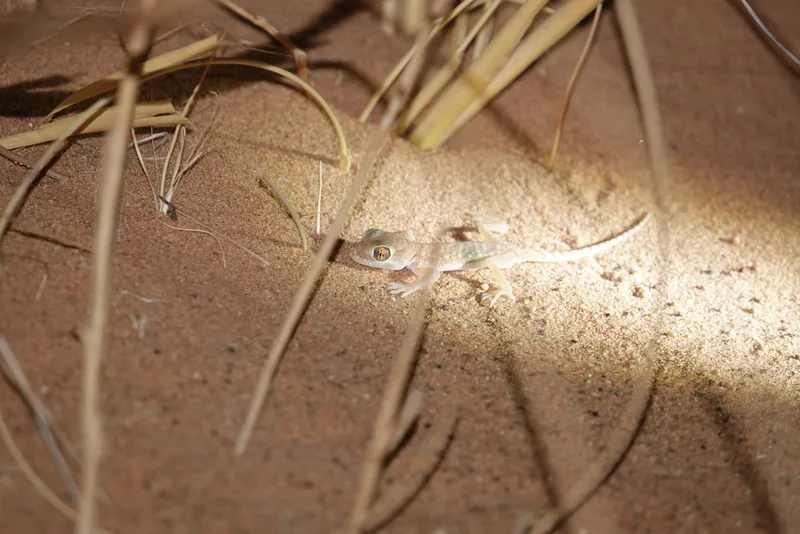 Anderson's Short-fingered Gecko