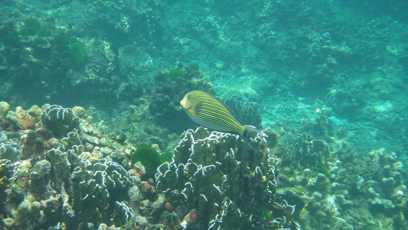 Striped Surgeonfish
