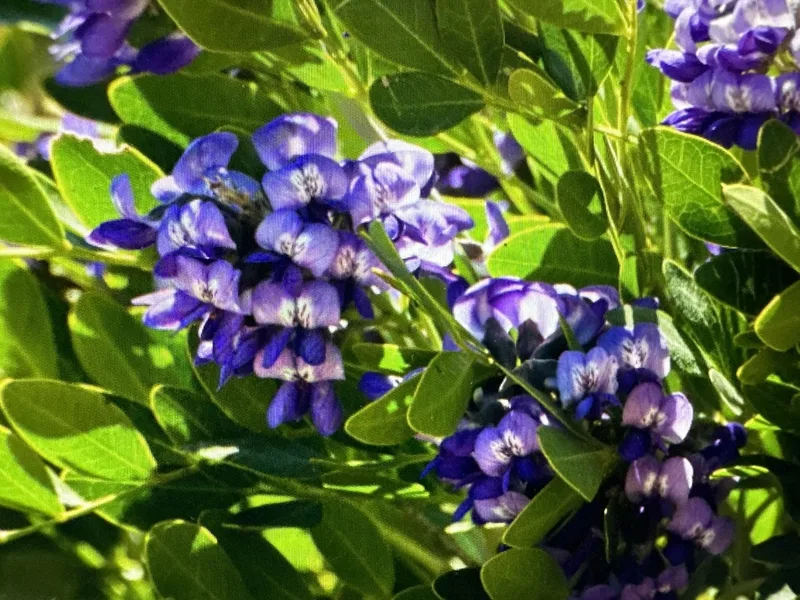 Texas mountain laurel
