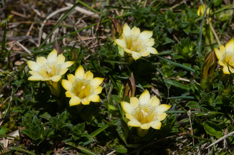 Gentiana scabrida