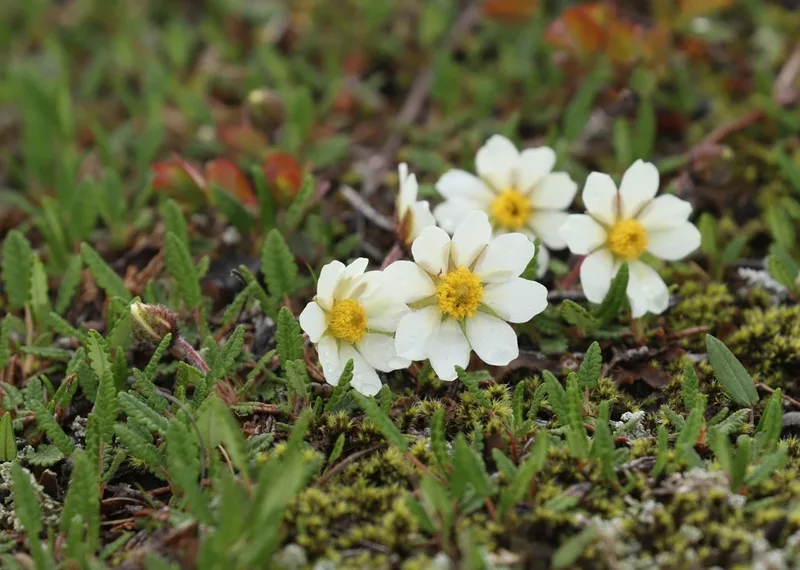 Eight-petal Mountain-Avens