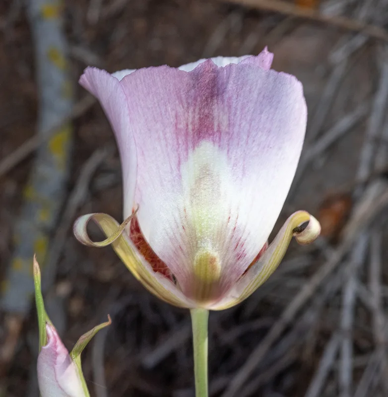 Butterfly Mariposa Lily