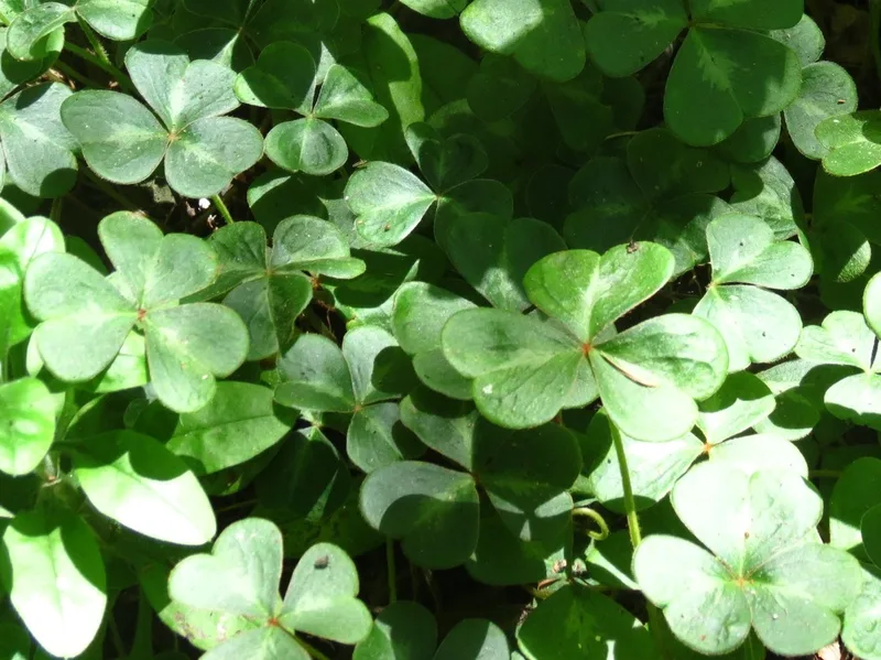 Redwood Sorrel