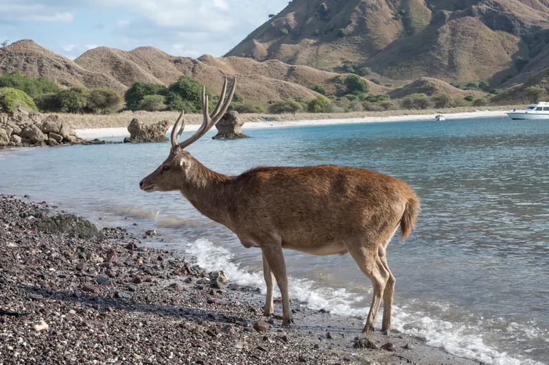 Javan Rusa