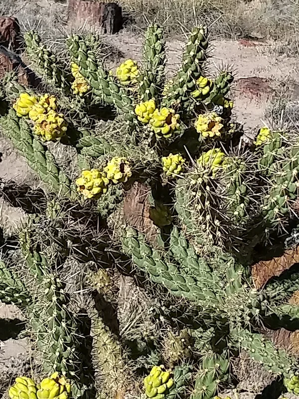 Whipple Cholla