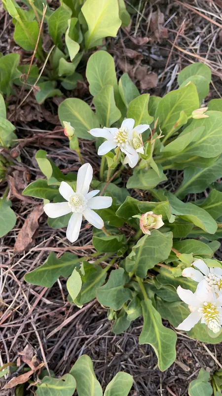 Yerba Mansa