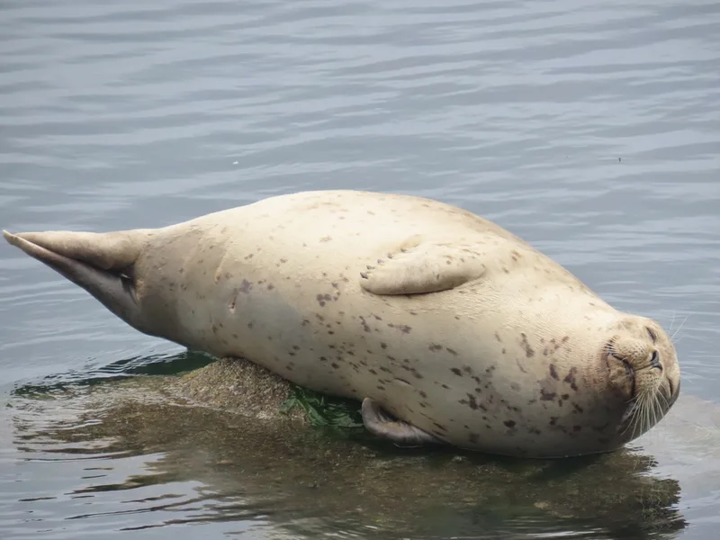 Harbor Seal