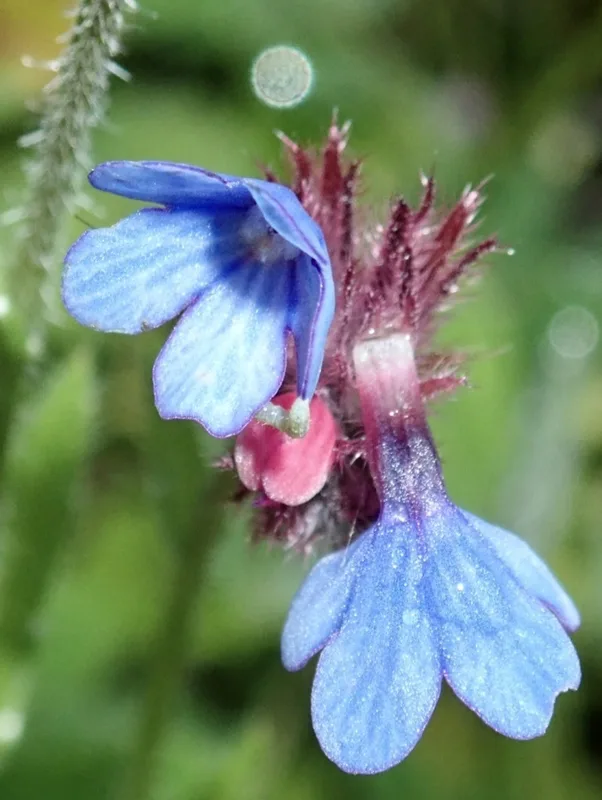 Cretan Alkanet