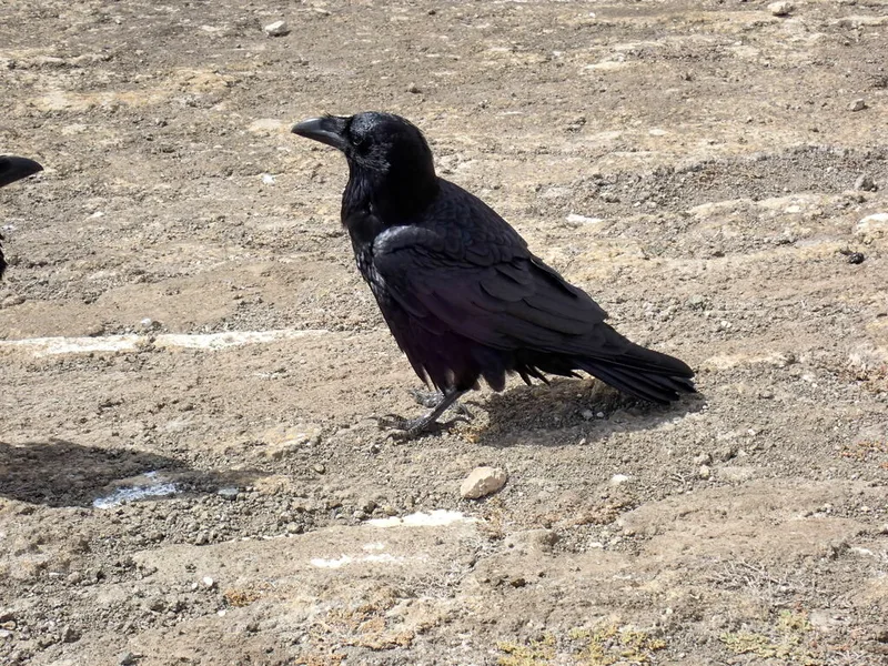 Common Raven