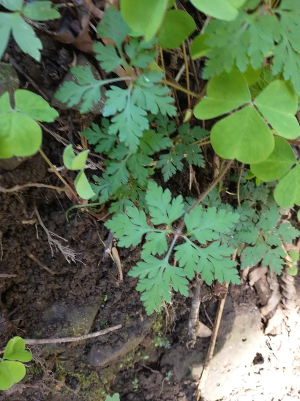 Herb Robert