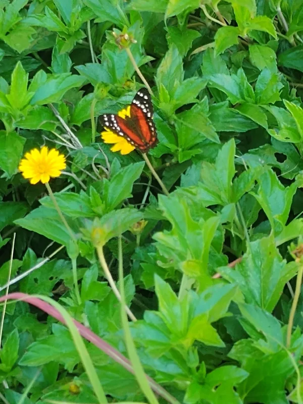 Red Peacock