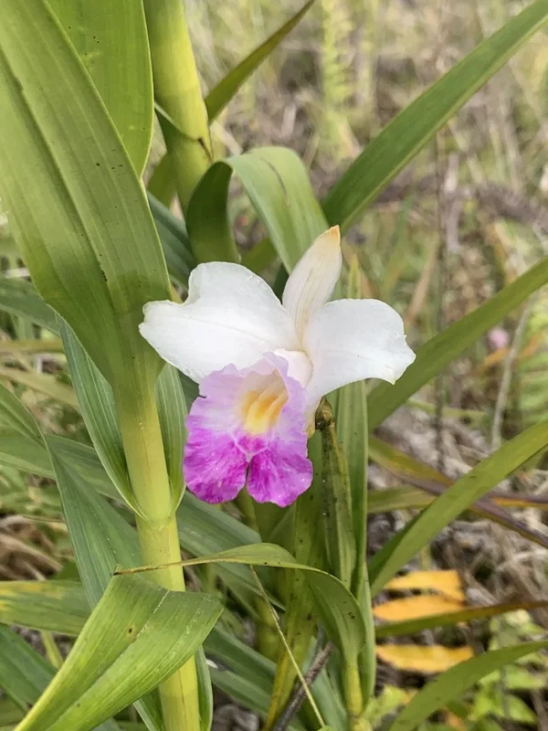 Bamboo Orchid