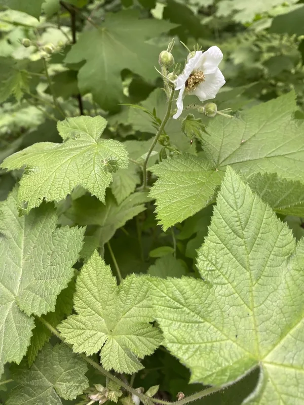 thimbleberry