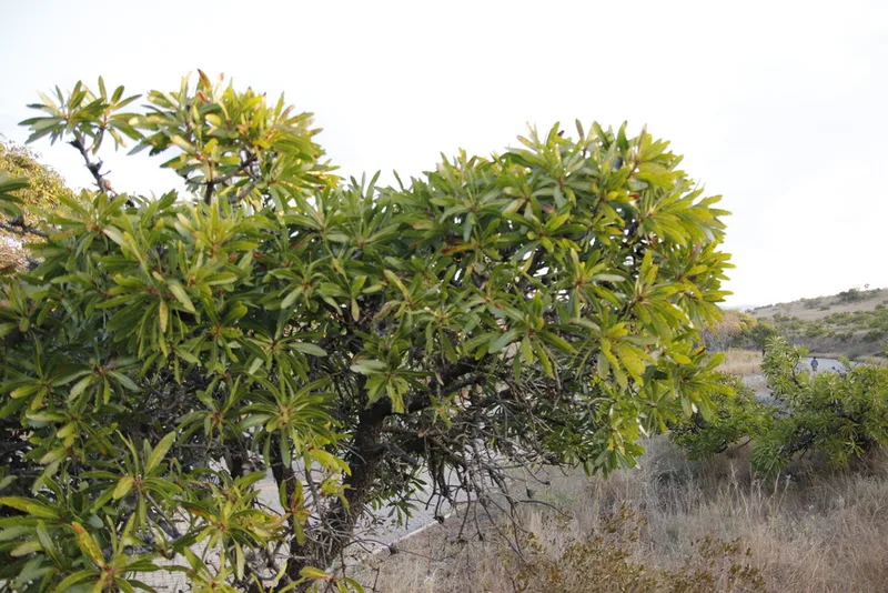Common Protea