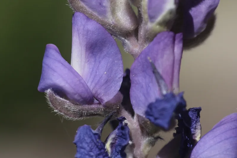 Satin lupine