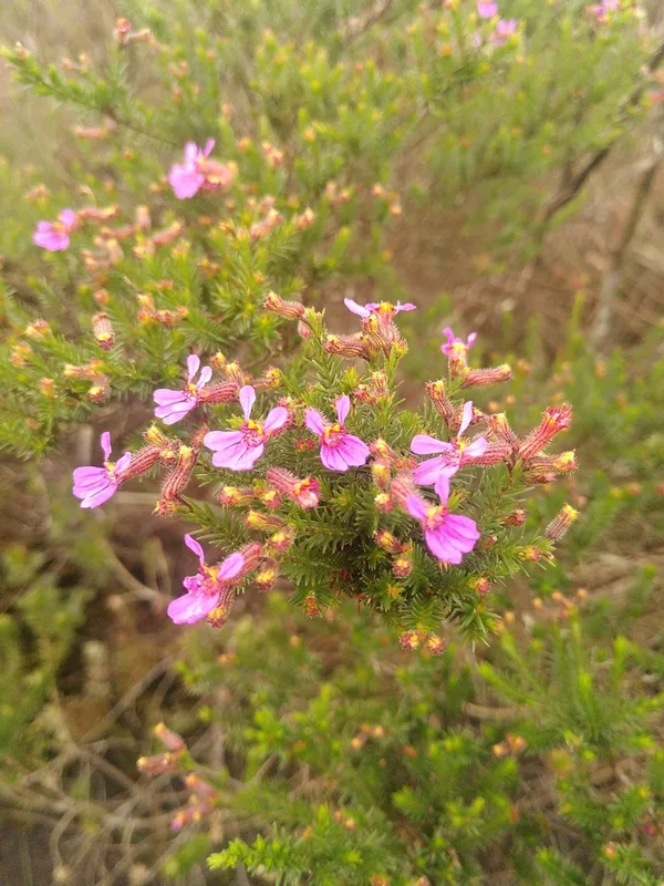 Cuphea ericoides