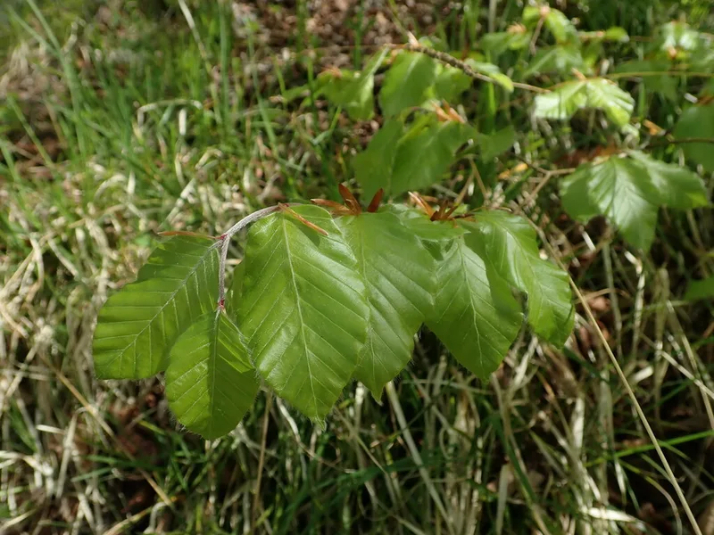 European beech