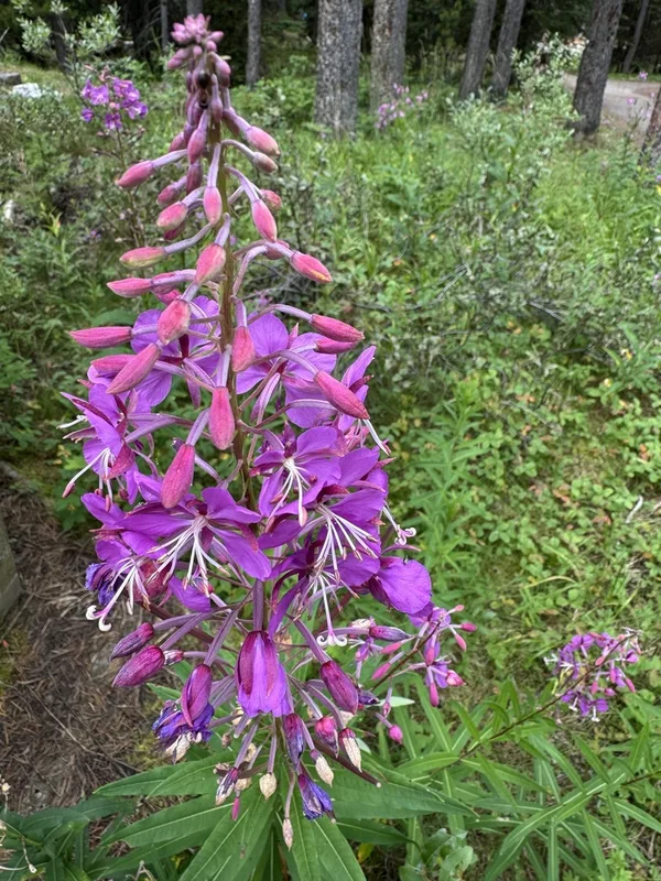 fireweed