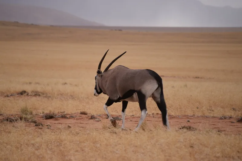 Gemsbok