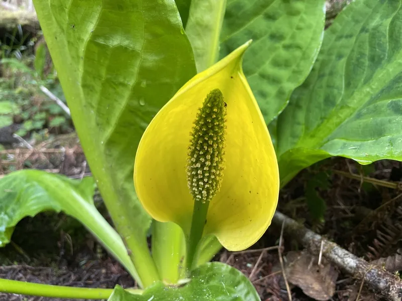 western skunk cabbage