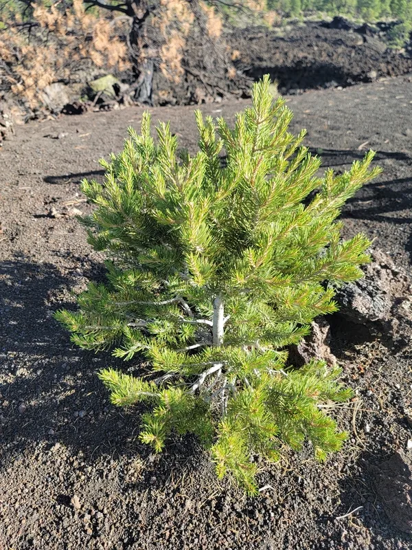 Colorado Pinyon