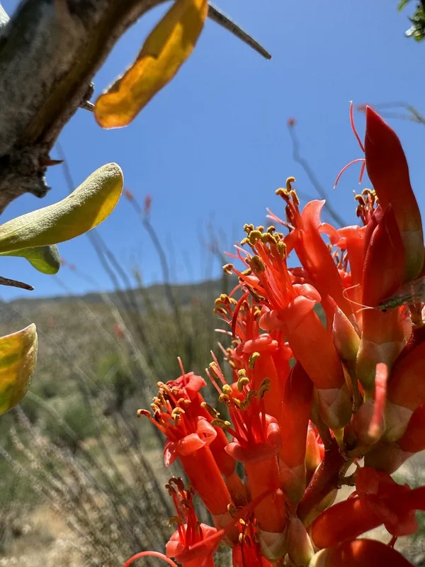 ocotillo