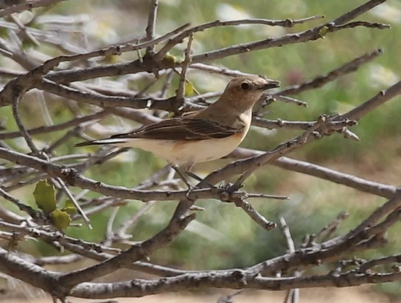 Eastern Black-eared Wheatear