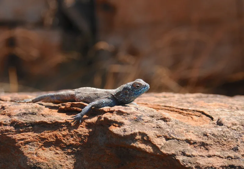 Southern Rock Agama