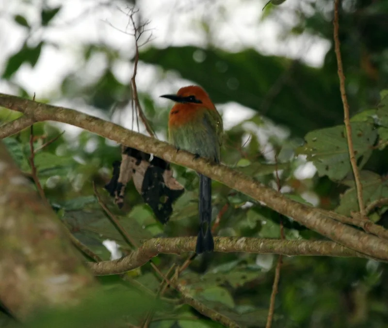 Broad-billed Motmot
