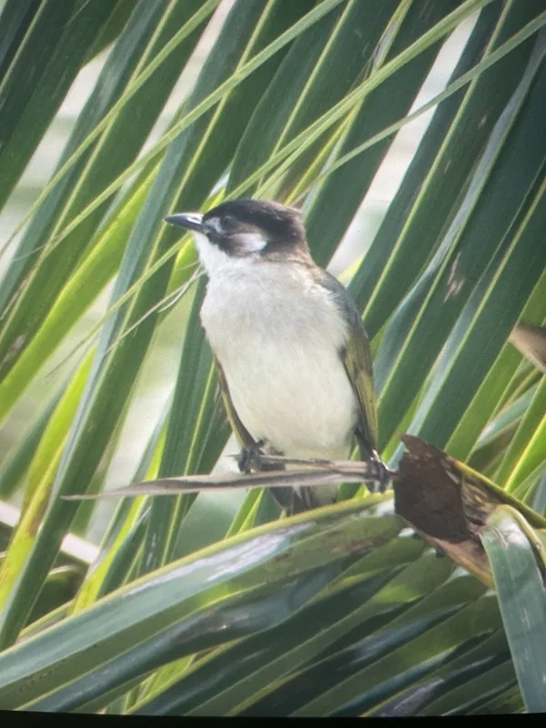 Light-vented Bulbul
