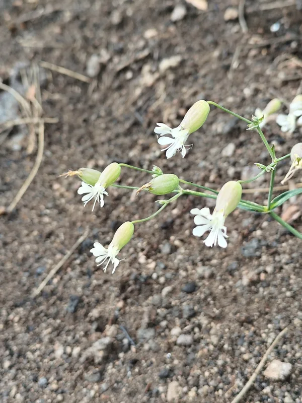 bladder campion