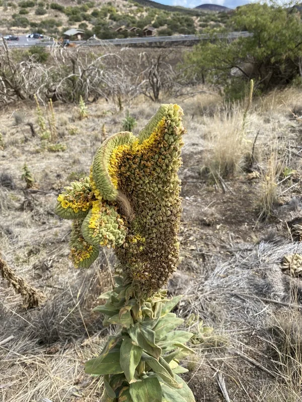 great mullein