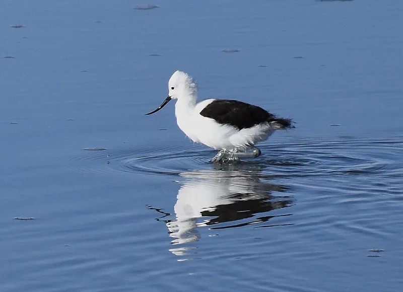Andean Avocet