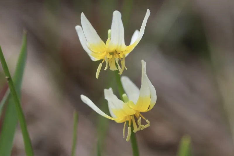 Purple Fawn Lily