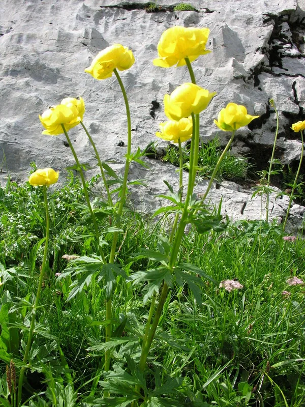 European Globeflower