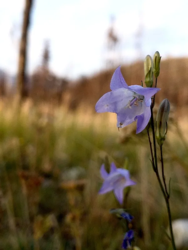 Alaskan bellflower