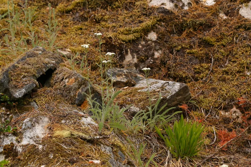 common yarrow