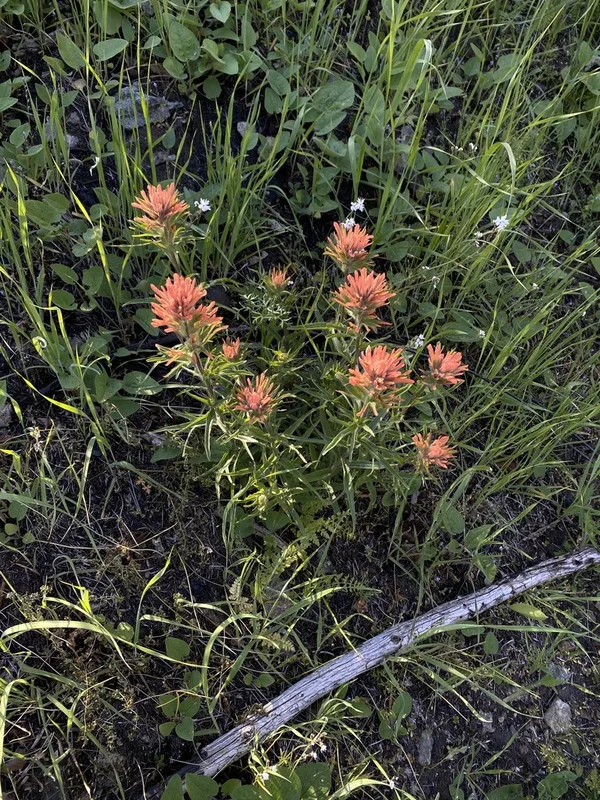 harsh paintbrush