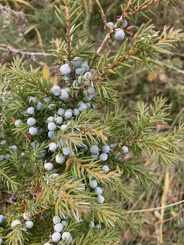 common juniper