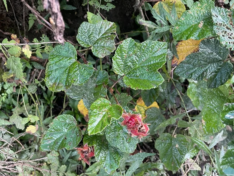 creeping Taiwan bramble