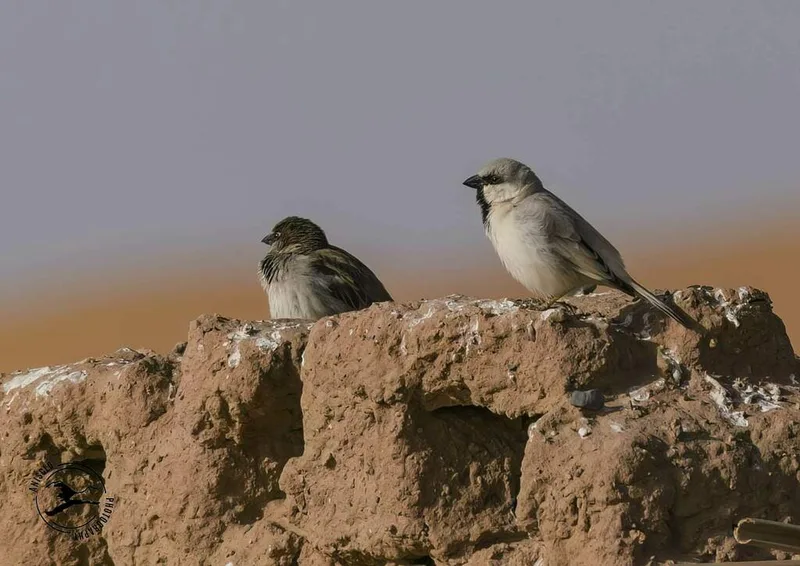 Desert Sparrow