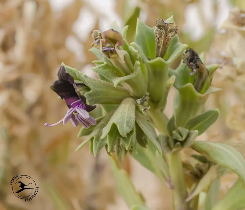 Egyptian henbane