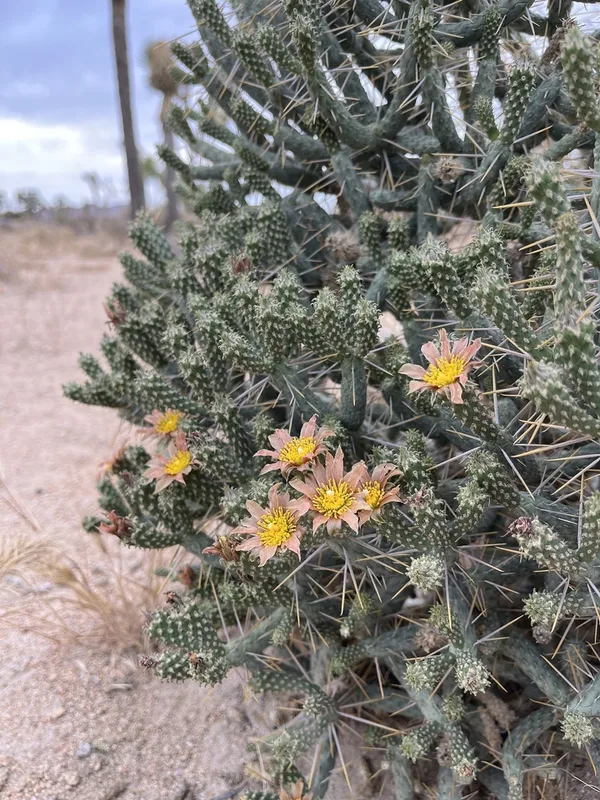 Branched Pencil Cholla