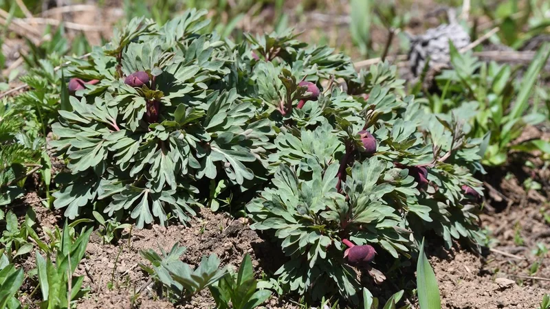 Brown's Peony
