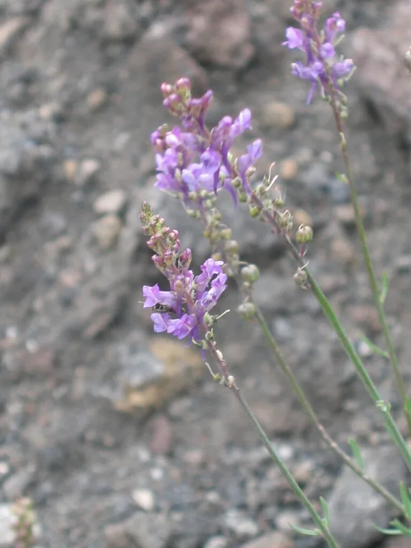 Purple Toadflax