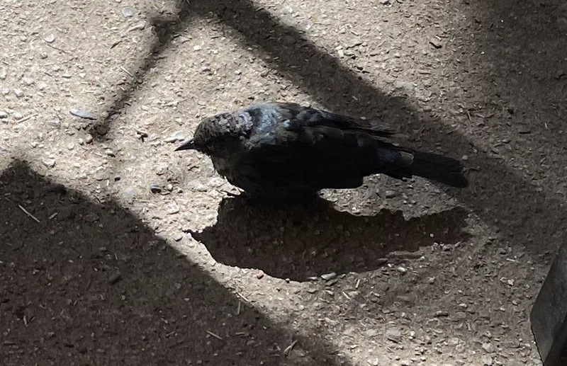 Brewer's Blackbird