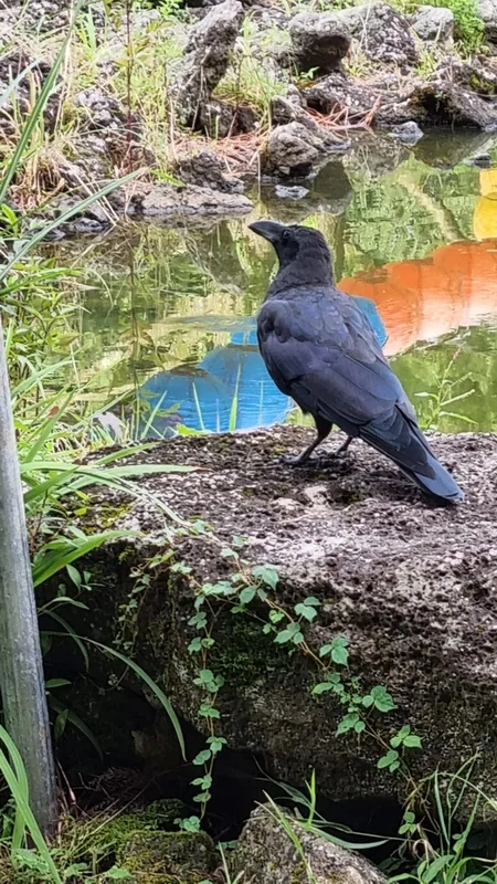 Large-billed Crow